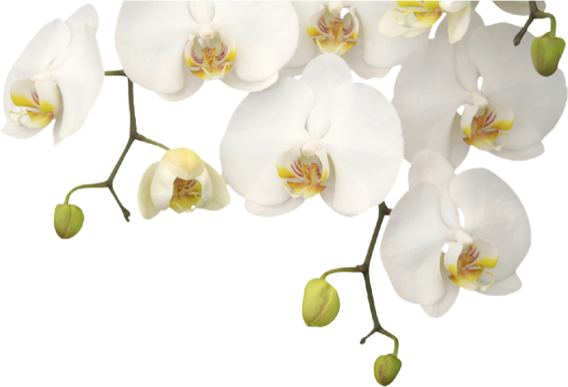 Orchid flowers | Seasons Health Payments page banner